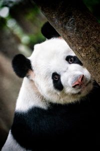 animals affected by music, panda, panda bear, nature, zoo, animal, china