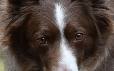 Are Animals Affected by Music? 8 Animals Affect by Music