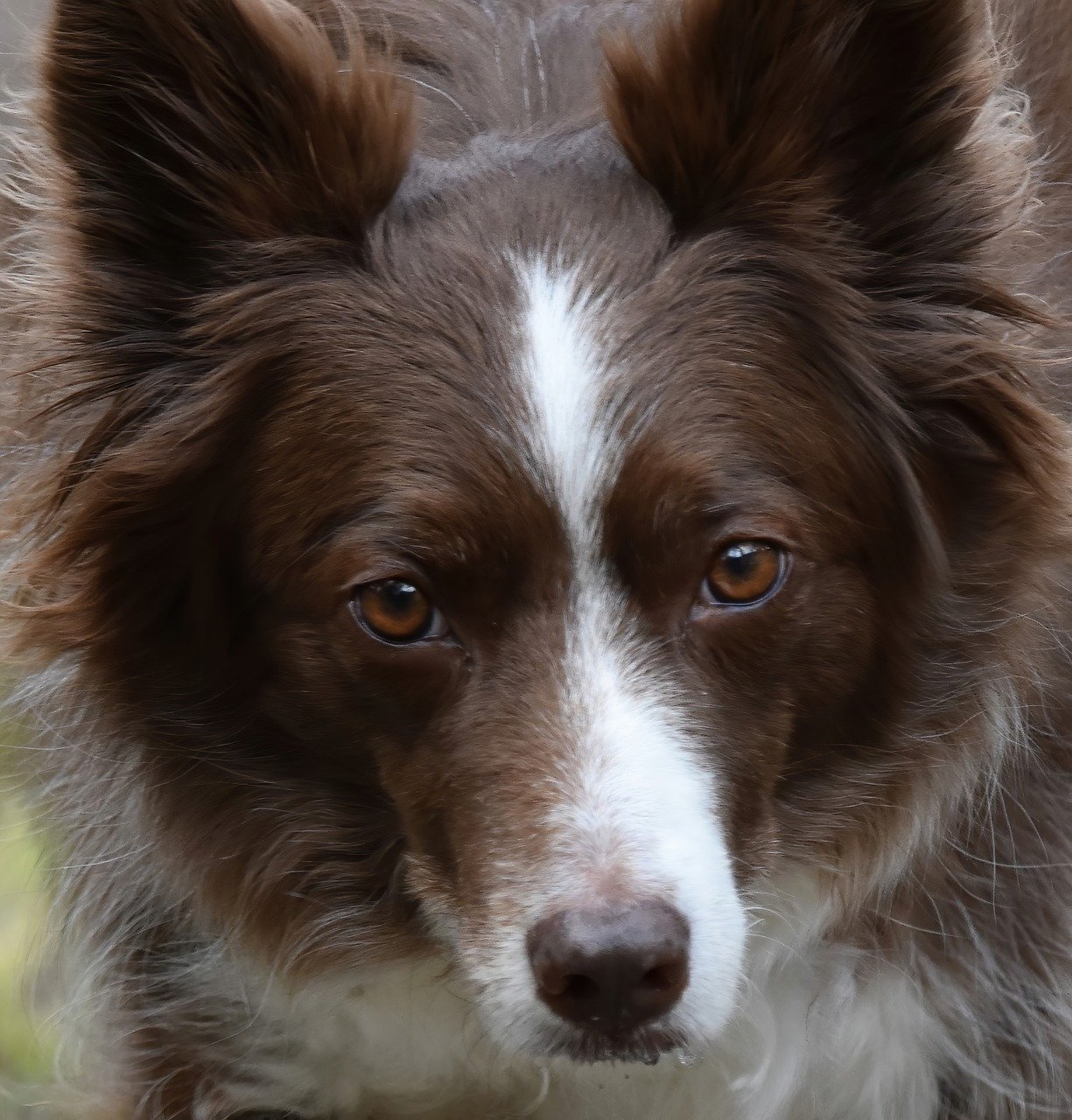 animals affected by music, border collie, samsung wallpaper, dog, phone wallpaper, pet, iphone wallpaper, mobile wallpaper, animal, collie, beautiful wallpaper, domestic dog, canine, working dog, fur, mammal, ipad wallpaper, lock screen wallpaper, nature, wallpaper, mobile wallpaper 4k, close-up, face